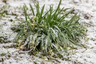 Wintereinbruch im Erzgebirge: Deutscher Wetterdienst warnt vor Glätte - Nicht nur in Zwönitz dürften Schnee und Frost selbst den Frühjahrsblühern zu schaffen gemacht haben.