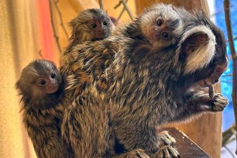 Winterferien im Auer Zoo der Minis: Führungen und Schaufütterungen - Erneut hat es bei den Weißbüscheläffchen im Zoo der Minis Aue Drillinge gegeben.