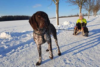 Winterfreuden bei Augustusburg locken Menschen nach draußen - Cherry fährt die kleine Marie spazieren.