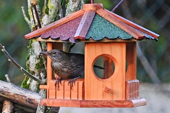 Winterfütterung für Vögel ja oder nein? Das sagen Experten aus dem Erzgebirge - Unauffälliger als ihr männliches Pendant, aber genauso hungrig: Eine weibliche Amsel sitzt in einem Vogelhaus.