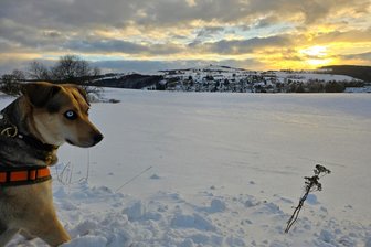 Winteridylle am Schwartenberg: Hündin Maya unterwegs in Neuhausen im Erzgebirge - 