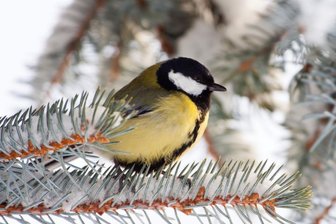 Wintervögel werden gezählt - 