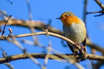 Winterzählung: Diese Vögel leben im Erzgebirgskreis - Wenn im Winter wenig Schnee liegt, braucht das Rotkehlchen nicht aus dem Erzgebirge ins Flachland zu ziehen.
