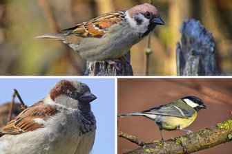 Winterzählung in Mittelsachsen: Alle Vögel sind nicht mehr da - Feldsperling, Haussperling und Kohlmeise gehören zu den Vogelarten, die weniger geworden sind. Foto: Klaus Hornauer, Uwe Helbig
