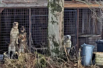 „Wir haben die ganze Zeit mitgelitten“ – Überraschende Entwicklung um eingesperrte Hunde im Erzgebirge - So sah es bis vor Kurzem auf dem Grundstück in České Hamry aus. Die drei Hunde reagierten auf jede Bewegung in ihrem Umfeld, oft mit anhaltendem Bellen. Die Aufnahme wurde von deutscher Seite aus gemacht. Foto: Kjell Riedel/Archiv