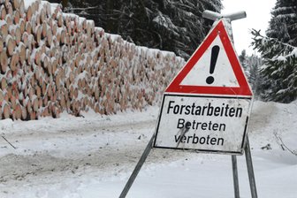 „Wir waren positiv überrascht“ – Wie viel Geld Ellefeld mit dem Verkauf von Fichtenholz erhält - Die Gemeinde Ellefeld lässt dieses Jahr 200 Festmeter Fichtenholz fällen.