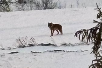 „Wir waren wie versteinert“ – Familie steht Wolf vom Fichtelberg fast Auge in Auge gegenüber - Nachdem der Wolf am Dienstag am Fichtelberg von René Escher gefilmt werden konnte, gab es am Donnerstagmorgen in Oberwiesenthal die nächste Sichtung.