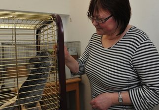Chinchilla-Fütterung