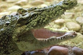 Wirbel um falsches Krokodil in Aue -