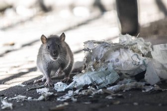 Wird der Verkauf von Rattengift an Endverbraucher verboten? - Schädlingsbekämpfer warnen vor Rattenplage auch in Sachsen - Ein einziges Rattenpaar kann unter günstigen Umständen in einem einzigen Jahr für Hunderte Nachkommen sorgen.