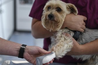 Wird schnelle Hilfe für Vierbeiner zum Problem? - Verletzt sich ein Kleintier wie dieser Yorkshire Terrier am Abend oder Wochenende, ist das für den Halter in der Region oft mit langen Wegen zum Notdienst verbunden. 