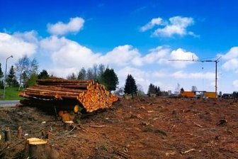 Der Wald ist schon weg. Ein Blick auf die Halde 42, die jetzt zur Sanierungsfläche wird. Der Holzstapel links liegt an der Schwefelwerkstraße, rechts ist das Dach der Gaststätte "Am Pferdegöpel" zu sehen, ganz rechts der historische Pferdegöpel. Wo der Kran steht, befindet sich Schacht 42. 