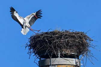 Wittgensdorfer Storch ist zurück: Trotz Tod des Männchens im vergangenen Jahr gibt es Hoffnung - 