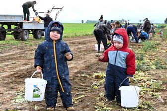 Wo das Dorfleben noch intakt ist: Eulendorfer ernten in Räubersachen ihre Kartoffeln - Benny (links) und Leon, fast 3 bzw. 2 Jahr alt, waren ganz eifrig bei der Ernte auf dem Acker in Eulendorf dabei.