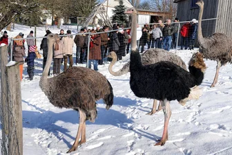 Wo der Weihnachtsmann am dritten Adventswochenende in der Region Mittweida unterwegs ist - Auf dem Straußenhof in Pappendorf ist am Sonntag von 11 bis 17 Uhr Weihnachtsmarkt. Ob die Tiere dann noch im Schnee zu erleben sind, ist aber fraglich.
