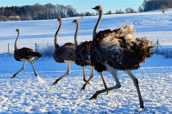 Wo der Weihnachtsmann am vierten Adventswochenende unterwegs ist - Der Straußenhof Striegistal in Pappendorf lädt am Sonntag zum Weihnachtsmarkt ein. Die Tiere stört der Schnee nicht. 