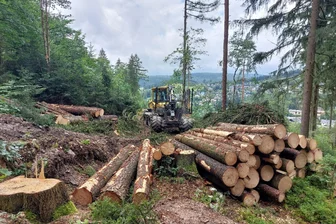 Wo die Stadt Klingenthal 2025 Holzeinschlag plant - Der Holzeinschlag an der Friedenshöhe in Klingenthal hatte im Sommer 2024 bisweilen Gemüter erhitzt.