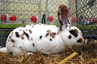 Wo es im Vogtland zwei Kleintiermärkte hintereinander gibt - Neben Kaninchen können auch alle anderen Arten von Kleintieren mitgebracht werden.