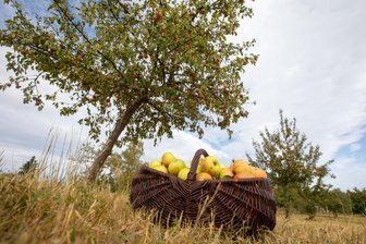Wo es in Plauen kostenlos frisches Obst gibt - Auf öffentlichen Streuobstwiesen in Plauen darf jeder ernten.