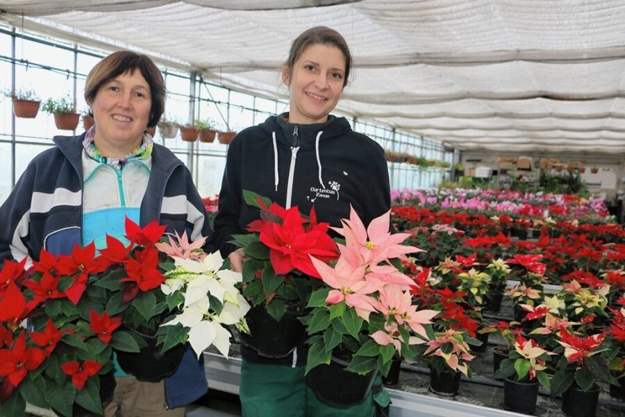 Wo im Vogtland noch blühende Weihnachtssterne selbst produziert werden - Gärtnermeisterin Sina Zauche (rechts) und Gärtnerin Peggy Berkholz zeigen prachtvolle Weihnachtssterne, die in Pausa produziert wurden. 