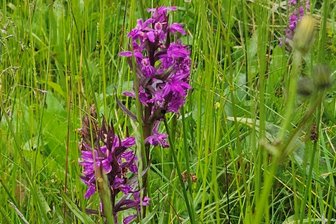 Wo im Vogtland purpurne Orchideen wachsen - Das Breitblättrige Knabenkraut ist eine Orchideen-Art: In kräftigem Violet wächst sie in hoher Anzahl auf einer mageren Feuchtwiese bei Falkenstein.