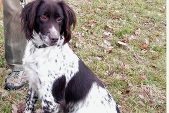 Wo ist Jagdhund Amy aus Penig? - Amy wird seit Januar vermisst. 