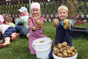 Wo Kinder und Senioren im Erzgebirge gemeinsam dicke Knollen züchten - Tolle Knollen haben die Mädchen und Jungen der „Fuchsgruppe“ aus dem Boden geholt.