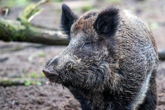 Wo nachts die Schweine quieken - 