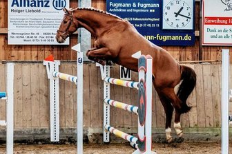 Wo Pferde auch ohne Reiter überzeugen - Bei den Vierjährigen gewann der Wallach Cecotto (im Foto) von Familie Ebert aus Dorfstadt.