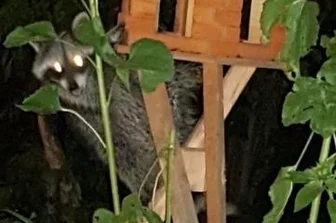 Wo sich der Waschbär wohlfühlt - Jürgen Dürlich gelang dieser Schnappschuss am Vogelhaus.