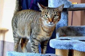 Wo sich in Frankenberg Miez und Kater Gute Nacht sagen - Katze Leyla beim Tierschutzverein Frankenberg. Foto: Falk Bernhardt, Tel. 0172/3599351, Abdruck ist honorarpflichtig, ©