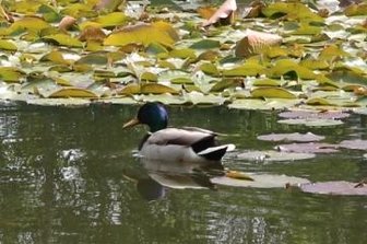 Wo sind die Enten aus dem Kurparkteich? - Eine Stockente auf dem Kurparkteich in Bad Schlema.
