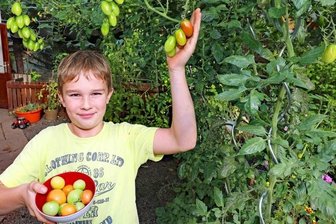 Wo Tomaten über dem Kopf wachsen - Der neunjährige Luis Luckner kümmert sich im heimischen Garten um die Tomaten.