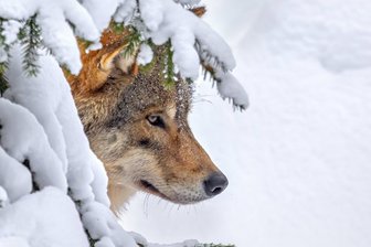 Wölfe im Erzgebirge sollen nach Nutztierriss künftig getötet werden - Ein Wolf im Winterwald. Künftig darf er wohl auch im Erzgebirge bejagt werden.