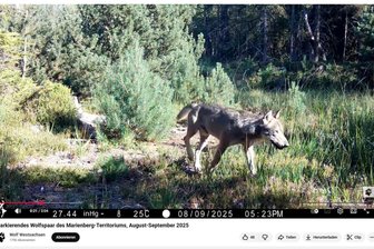 Wölfe im Erzgebirgskreis: Wo die Tiere leben und warum der Nachwuchs ausblieb - Ein Wolf markiert im September sein Marienberger Revier.