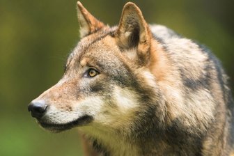 Wölfe in Mittelsachsen aktiv: Schafe bei Hainichen und Oederan gerissen - Ein Wolf (Symbolbild) hat bei Hainichen ein Schaf gerissen – auch aus dem Raum Oederan wurde jüngst ein Riss dokumentiert.