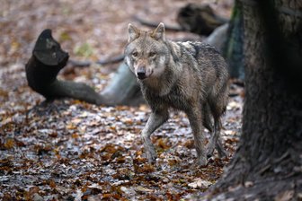 Wölfe in Mittelsachsen: Hinweise gehen ein - doch manchmal waren es andere Tiere - Ein Wolf in einem Gehege in Dörverden in Niedersachsen.