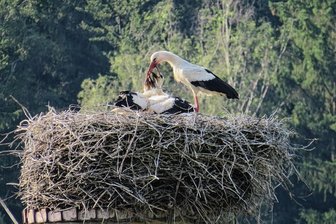 Wohin die Störche ziehen: Immer mehr Weißstörche wählen Mittelsachsen als Heimat - Seit 2007 besiedeln Weißstörche in Helbigsdorf einen Schornstein und sind dort sehr erfolgreich. Ein gutes Nahrungsmittelangebot findet sich offenbar am Großen Teich in Großhartmannsdorf und in der umliegenden Landschaft. 