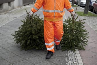 Wohin mit dem alten Weihnachtsbaum im Vogtland? - Im Januar werden die Bäume bei der Leerung der Biotonne mit entsorgt.