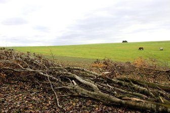 Wohin mit dem Windbruch? - An einem Waldrand in der Nähe von Lengenfeld hat der Sturm gleich mehrere Bäume auf ein Weizenfeld der Marienhöher Milchproduktion geworfen. 