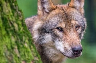 Wolf als Marathonläufer im Vogtland unterwegs - Bei dem Heinersgrüner Wolf muss es sich um ein stattliches Tier wie dieses gehandelt haben.