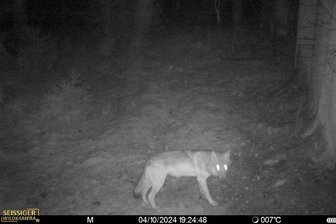 Wolf fotografiert? Jäger aus dem Oberen Vogtland warnt Pilzsucher vor möglichen Gefahren - Am Freitagabend um 19.24 Uhr hat eine Wildtierkamera dieses Foto geschossen.