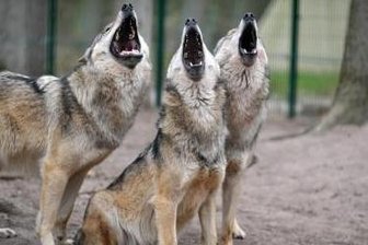 Wolf hat Unfall nicht lange überlebt -