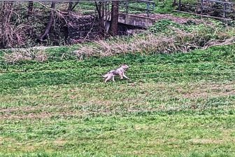 Wolf im Chemnitztal gesichtet: Alpakazüchter lebt in Angst - Thomas Eitzenberger aus Köthensdorf-Reitzenhain hat im April einen Wolf fotografiert, der durch das Chemnitztal läuft.