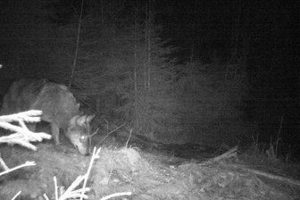 Wolf im Vogtland gesichtet -