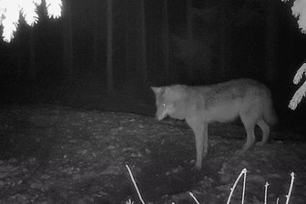 Wolf im Vogtland tappt in Fotofalle - Bei Steinberg in die Fotofalle getappt: Jäger Swen Brandt aus Auerbach hat das am 26. Dezember aufgenommene Bild als Nachweis der Sichtung der Sächsischen Fachstelle Wolf zur Verfügung gestellt.