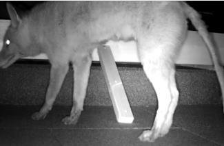 Wolf in Crossen entpuppt sich als Fuchs mit Räude - Dieses Tier lief einem Crossener am 10. April vor die Wildkamera in dessen Garten.