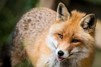 Wolf oder Fuchs: Wer hat Schwan bei Oberlauterbach gerissen? - Spaziergänger hatten am vergangen Wochenende bei Oberlauterbach einen Schwan mit abgerissenem Kopf gefunden. Ein Wolfsbotschafter vermutet, dass ein Fuchs und nicht ein Wolf dafür verantwortlich ist.