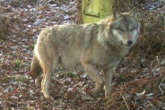 Wolf Pumpak darf leben - Wolf Pumpack aus dem Ruszow-Rudel tappte in Ostsachsen mehrfach in Fotofallen.