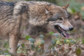 Wolf reißt Schafbock auf Weide in Hammerbrücke - Ein Wolf - hier in einem Wildpark - hat im oberen Vogtland ein Schaf gerissen.